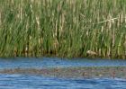 littleRingedPlover_040510a.jpg