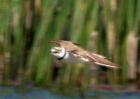 littleRingedPlover_040510aa.jpg