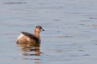 littlegrebe_020312i.jpg