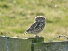 littleowl_2303a.jpg