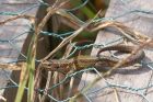 lizard_170811a.jpg