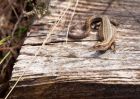 Filename=lizard_240410b.jpg
Filesize=292KB
Dimensions=1000x714
Date added=Apr 25, 2010 lizard_240410b.jpg