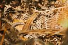 Filename=lizard_HB_250823a.jpg
Filesize=749KB
Dimensions=1300x867
Date added=Aug 28, 2025 lizard_HB_250823a.jpg