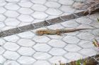 lizard_meathop_170820c.jpg