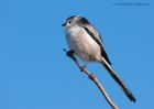 longTailedTit_121010a.jpg