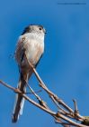 longTailedTit_121010d.jpg