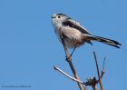 longTailedTit_121010f.jpg