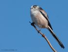 longTailedTit_121010i.jpg