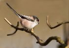 longTailedTit_280310a.jpg