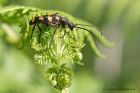 longhornBeetle_020711a.jpg