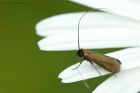 longhornMoth_270514a.jpg