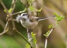 ltt_030410a.jpg