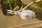 Filename=ltt_PF_6922_010219c.jpg
Filesize=547KB
Dimensions=1250x833
Date added=Mar 04, 2021 ltt_PF_6922_010219c.jpg