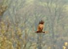 mHarrier_230408g.jpg