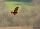 mHarrier_230408l.jpg