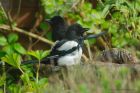 magpie_030420a.jpg