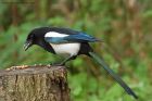 magpie_051013b.jpg