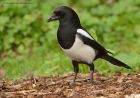 magpie_051013e.jpg