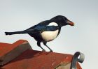 magpie_090308b.jpg