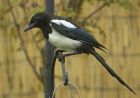 magpie_210707a.jpg