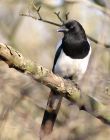 magpie_2403a.jpg