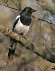 Filename=magpie_2403b.jpg
Filesize=136KB
Dimensions=622x800
Date added=Aug 17, 2008 magpie_2403b.jpg
