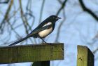 magpie_2711a.jpg