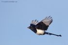 magpie_281112a.jpg