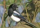 magpie_2904a.jpg