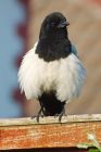 magpie_gdn_260518a.jpg