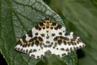 magpie_moth_080713a.jpg