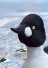 maleGoldeneye_110510o.jpg