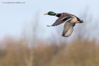 mallard_010113a.jpg