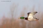 mallard_020112c.jpg