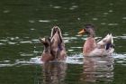 mallard_020911a.jpg