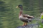 mallard_020911e.jpg