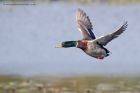 Filename=mallard_021012b.jpg
Filesize=225KB
Dimensions=1000x667
Date added=Nov 25, 2012 mallard_021012b.jpg