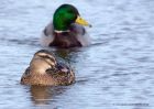 mallard_030211b.jpg