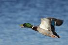 mallard_040214a.jpg