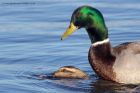 mallard_050112a.jpg