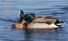 mallard_050112b.jpg