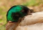 mallard_060408a.jpg