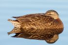 mallard_061208h.jpg