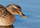 mallard_100209a.jpg