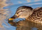 mallard_100209c.jpg