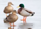 mallard_120210a.jpg