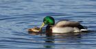 Filename=mallard_130114d.jpg
Filesize=349KB
Dimensions=1200x625
Date added=Mar 06, 2014 mallard_130114d.jpg
