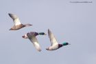 mallard_131011b.jpg