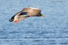 Filename=mallard_140112a.jpg
Filesize=177KB
Dimensions=1000x667
Date added=Jan 17, 2012 mallard_140112a.jpg