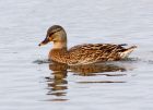 mallard_141007b.jpg